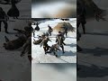 He killed one by adding the two Assassins Creed 3 
