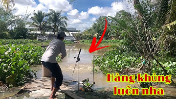 Câu Cá Tra Sông Mùa Nước Cảm Giác Rung Người Khi Lụm Hugo | Fishing Miền Tây