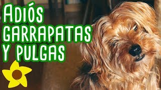 Repelente Antipulgas y Garrapatas