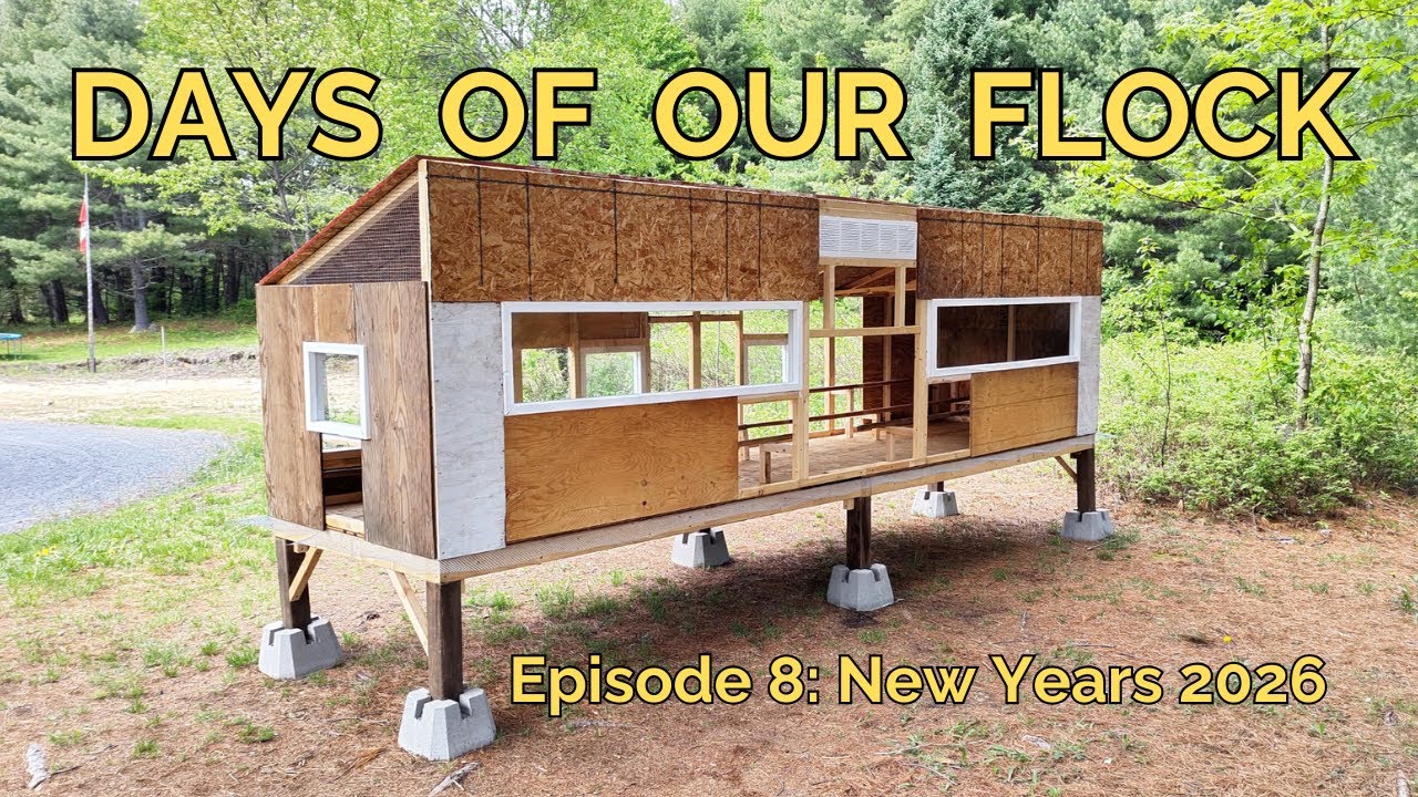 Days of Our Flock - Ep8: New Year's 2026