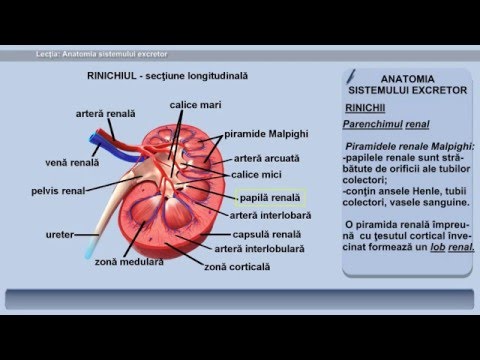Video: Funcția Retinei, Anatomie și Anatomie - Hărți De Corp