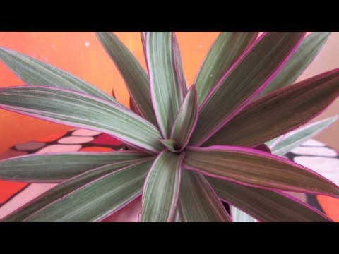 Video: Qué es Rhoeo: consejos para cultivar plantas Rhoeo