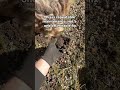 Soil Inoculation for Truffles After Harvest (Our Post Harvest Routine)