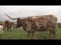 Longhorn Cattle in Ohio - America's Heartland