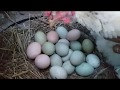 Mostrando a criação de galinhas de capoeira 🐣🐥🐤