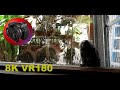 VR180 8K MONKEYS! Marmosets are so cute and funny to watch in 3D Paradise Country (Travel/Lego/ASMR)