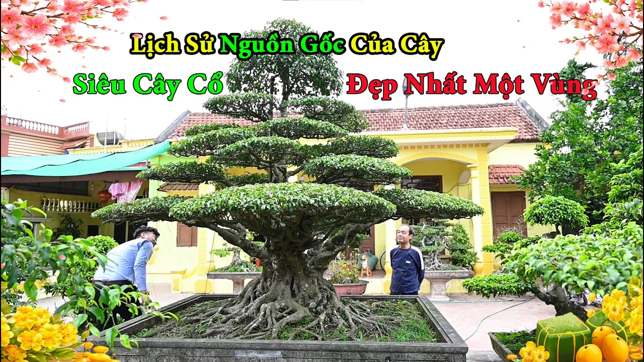 Siêu Cây Cổ Đẹp Nhất Một Vùng  Và Lịch Sử Nguồn Gốc Của Cây