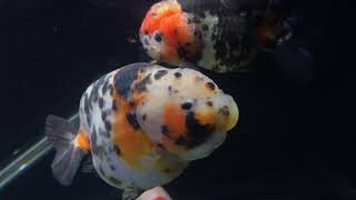 Show Quality Ranchus