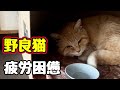 【野良猫】帰ってきました