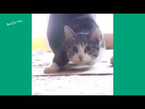 Funny Cats Vine Compilation 2015