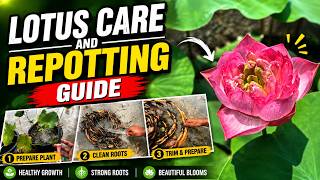 Lotus Care & Repotting Guide | Step-by-Step for Healthy Roots & Beautiful Blooms