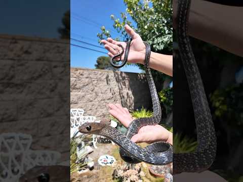 KEELED RATSNAKE-MATRIX RELOADED