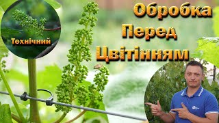 Друге профілактичне обприскування винограду. Обробка винограду перед цвітінням.