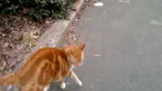 The Ginger Kitty that followed me to school!