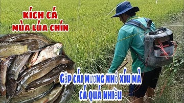 Kích cá mùa lúa chín | Đổi điểm mới ai ngờ trúng đậm mẻ cá đồng | lê chung miền tây