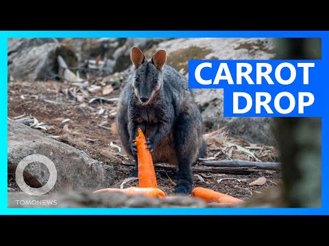 Carrots, sweet potatoes airdropped to hungry animals - TomoNews