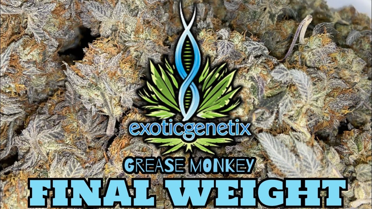 Extotic Genetix Grease Monkey 1.0 grown under  Mars Hydro FC3000 with TNB Naturals products