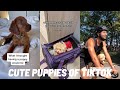 Cute Puppies Of Tiktok | Tiktok Compilations