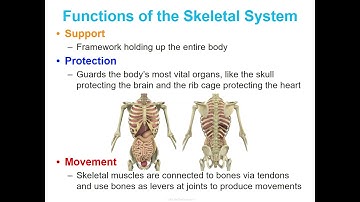 Concept 1 Notes - Skeletal System - Google Slides