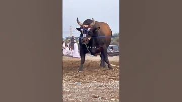 الرونق الاتحاد 