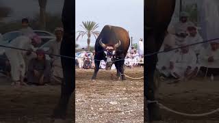 الرونق الاتحاد