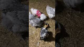 What Is My Dog Doing with Those Chickens?! #bichonfrise #dogsofinstagram #bichon #chickens #funny