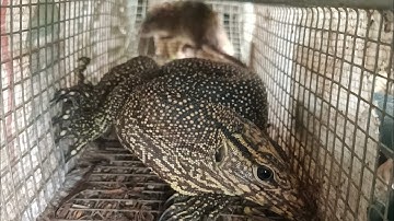 bẫy rắn dính con vật lạ snake trap in Vietnam