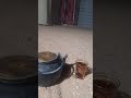 براد شاي بجوها يشرح البال