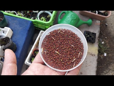 Video: Hojas de nabo en el jardín: cómo y cuándo recoger hojas de nabo