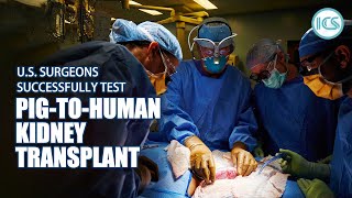 U.s. Surgeons Successfully Test Pig-To-Human Kidney Transplant