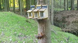 A red squirrel reacts to a pine marten visit