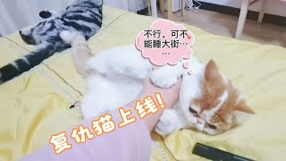 猫咪总被同伴欺负趁主人抓住同伴趁机打几拳报仇这猫太搞笑了