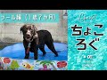 【ちょころぐ】 ”ちょこ”1歳 初めてのプール遊び 2020 夏【 part.1】