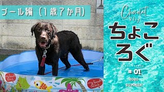 【ちょころぐ】 ”ちょこ”1歳 初めてのプール遊び 2020 夏【 part.1】