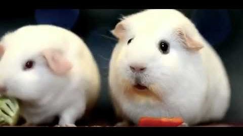 Why are we still here? Just to SUFFER? [Metal Gear Solid 5]