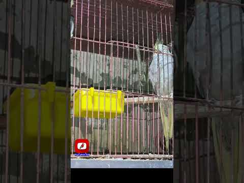 اعراض اصابة الكوكتيل ببغاء الكروان بامراض الجهاز التنفسي