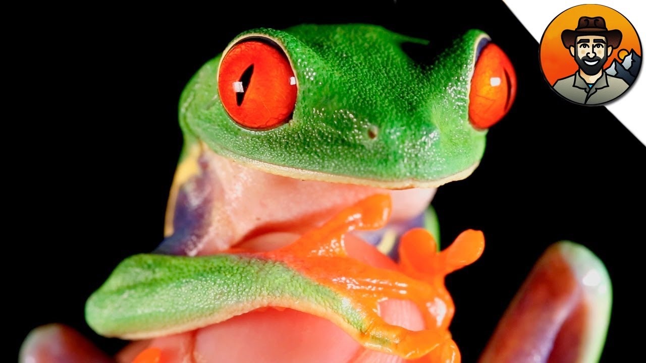 КРАСНОГЛАЗАЯ КВАКША - УДИВИТЕЛЬНАЯ ЛЯГУШКА / Койот Питерсон на русском