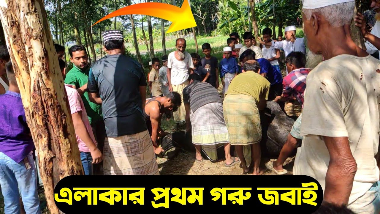 এলাকার প্রথম গরু জবাই |গরু জবাই | গরু কুরবানির | goru jobai | goru quarbani | Bangladeshi blogger