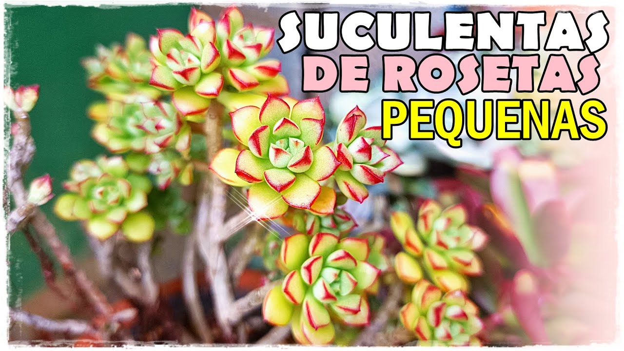 SUCULENTAS DE ROSETAS PEQUENAS 19 LINDAS E COLORIDAS MINI SUCULENTAS PRA VOCÊ SE ENCANTAR!
