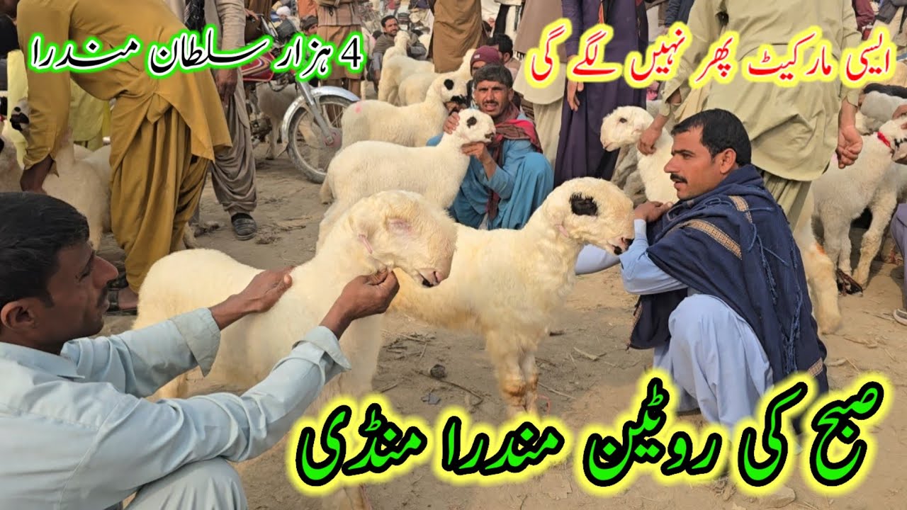 صبح کی روٹین مندرا منڈی وزٹ||top class kakka billa mundra chatra ki bade mandi 