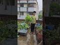 সব ডাটা তুলে নিব #ছাদবাগান #greenrooftop #gardening