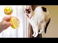 😺 Funny &amp; Cute Animal Videos Compilaton Of The 2025 🤣
