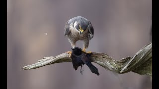 Peregrine Falcons