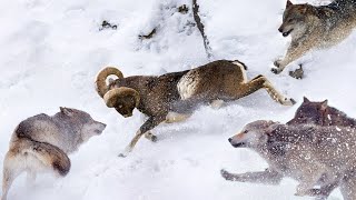 Muflón: El Maestro Acróbata de la Montaña que Supera a los Lobos