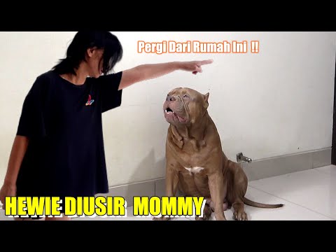 Video: Pit Bull yang Dituduh Salah Dihukum Mati Akhirnya Dibebaskan