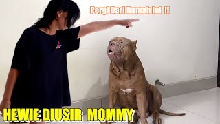 Cute Smart Dog | Fierce Dog Reaction When Pretending to Be Thrown Out of the House @hewiepitbull