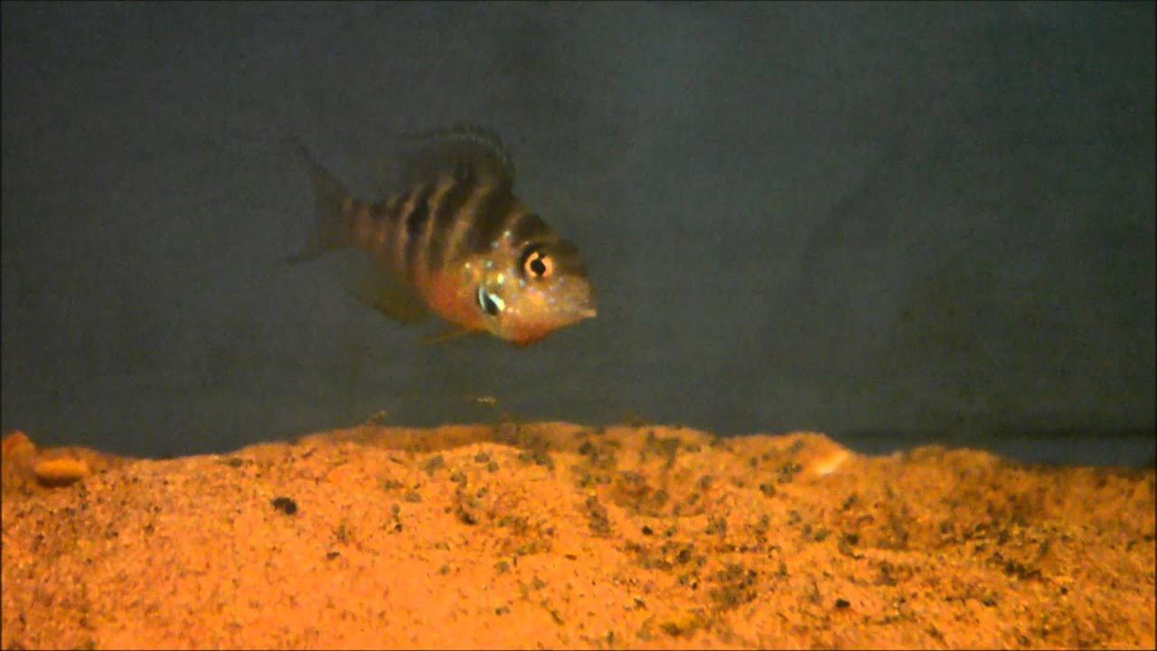 roseola Young pair of Thorichthys maculipinnis 'Rio Tepango' with fry.