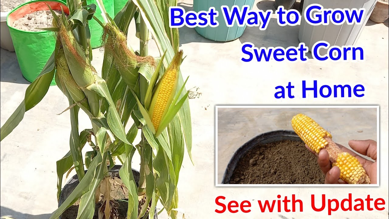 How to grow sweet Corn at Home YouTube