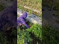 Harvesting kale with super abundant results-Agriculture farming #shorts