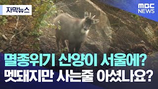 [자막뉴스] 멸종위기 산양이 서울에? 멧돼지만 사는줄 아셨나요? (MBC뉴스)